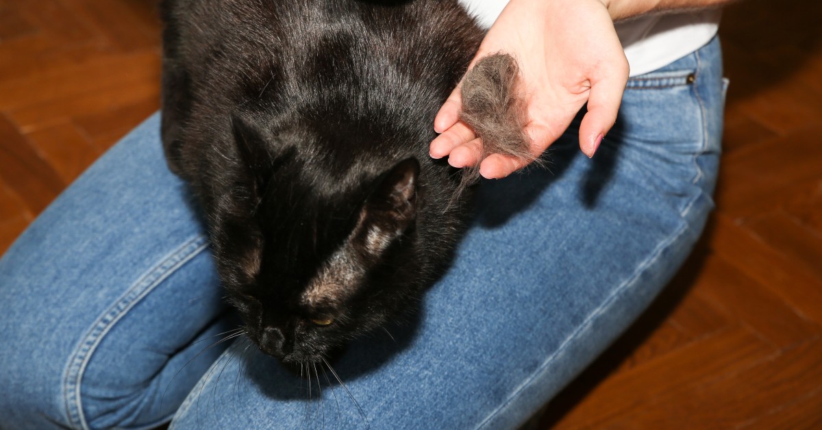 Spring Shedding Season in Cats: How to Manage Fur at Home